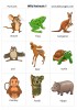 Wild Animals 1 flashcards